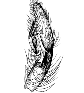 speciesimage