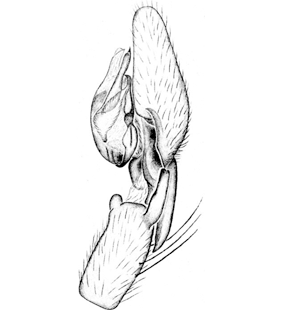 speciesimage