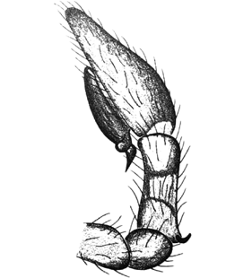 speciesimage