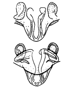 speciesimage