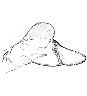 speciesimage