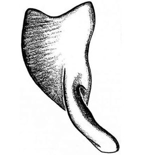 speciesimage