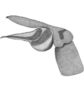 speciesimage