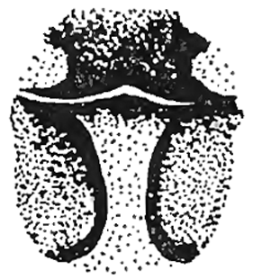 speciesimage
