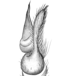 speciesimage