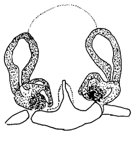 speciesimage