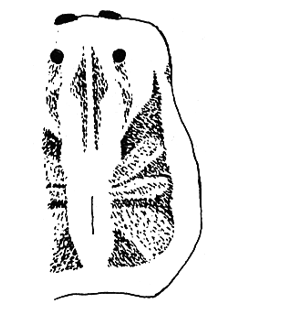 speciesimage