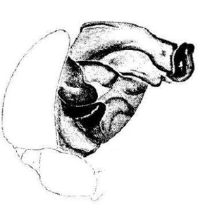 speciesimage