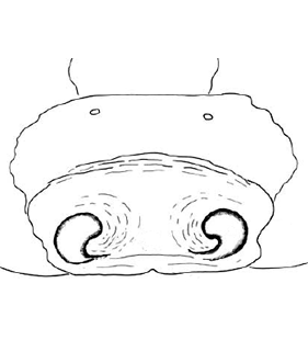 speciesimage