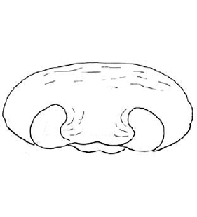 speciesimage