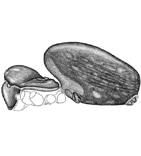 speciesimage