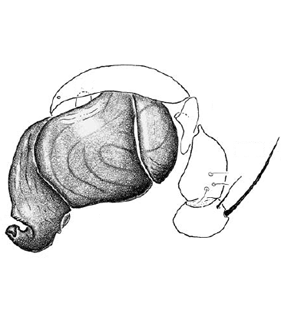 speciesimage
