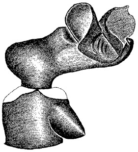 speciesimage