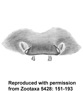 speciesimage