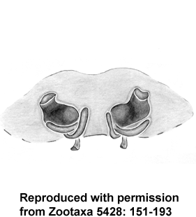 speciesimage