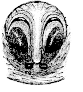 speciesimage