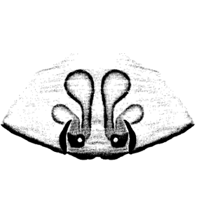 speciesimage