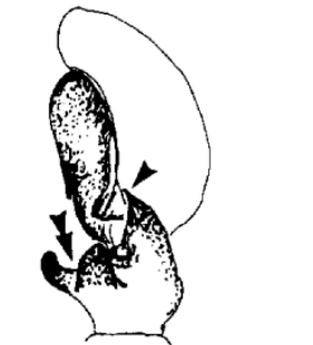 speciesimage