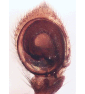 species
