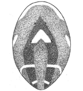 speciesimage