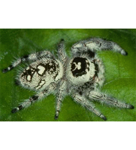 speciesimage