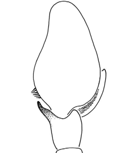 speciesimage