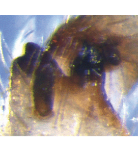 speciesimage
