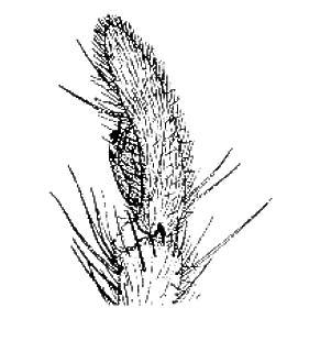 speciesimage