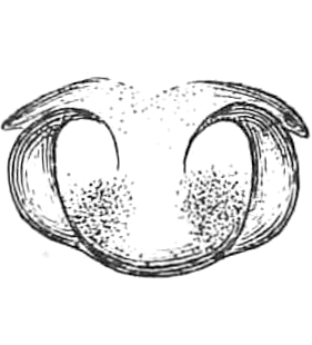 speciesimage