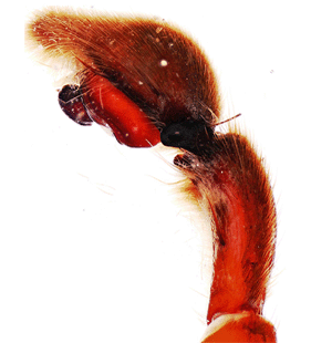 speciesimage