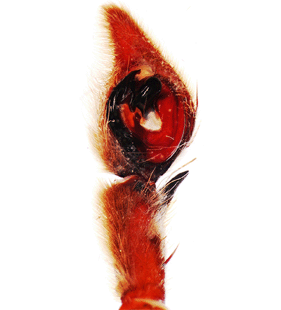 speciesimage