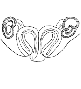 speciesimage