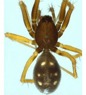 speciesimage