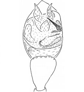 speciesimage