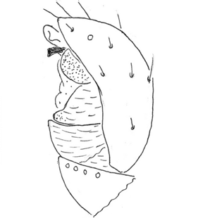 speciesimage