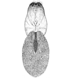 species