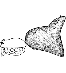 speciesimage