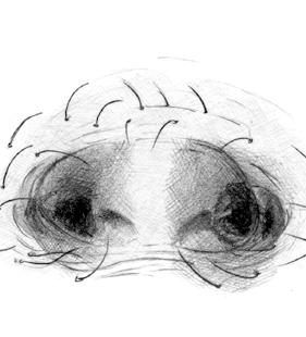 speciesimage