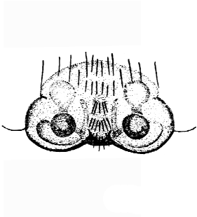 speciesimage
