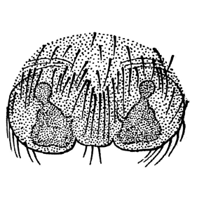 speciesimage