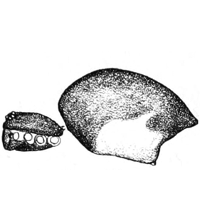 speciesimage