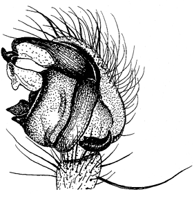 speciesimage