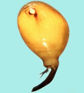 speciesimage