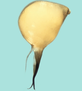 speciesimage