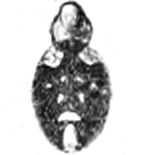 speciesimage