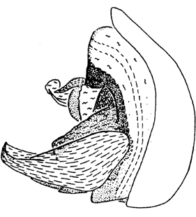 speciesimage