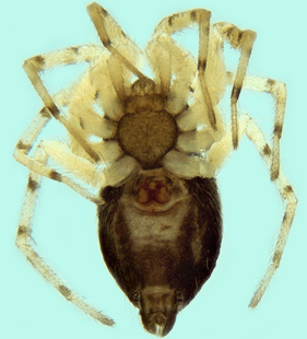 speciesimage