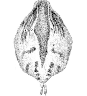 speciesimage