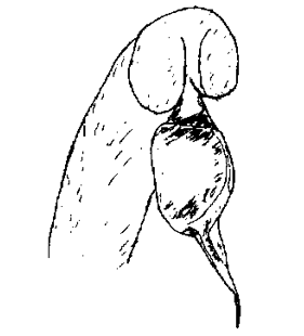 speciesimage