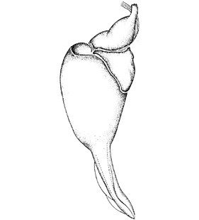 speciesimage